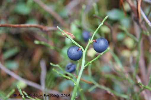 Blåbär