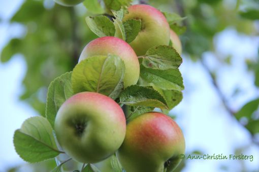äpple