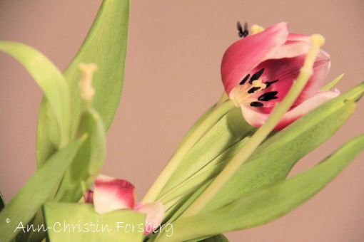 Bortom all räddning