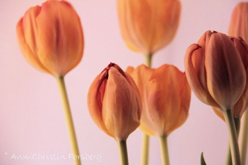Tulpaner