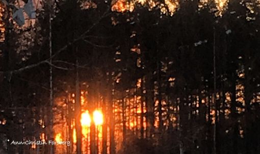 SEr inte skogen för alla träd